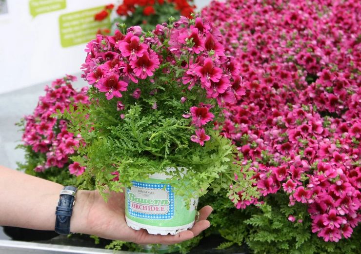 Plantning af schizanthus i åbent terræn