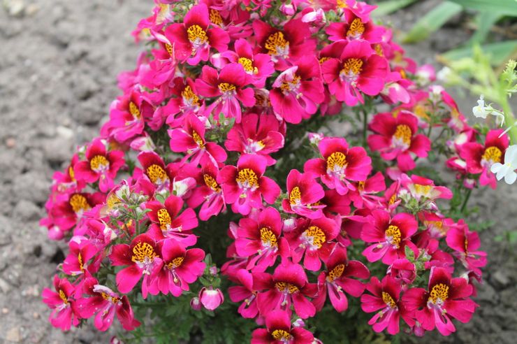 Schizanthus pleje i haven