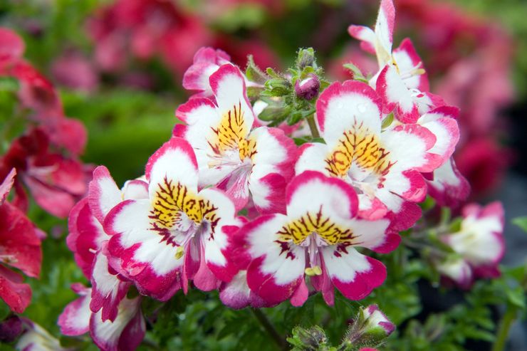 Schizanthus i landskabsdesign