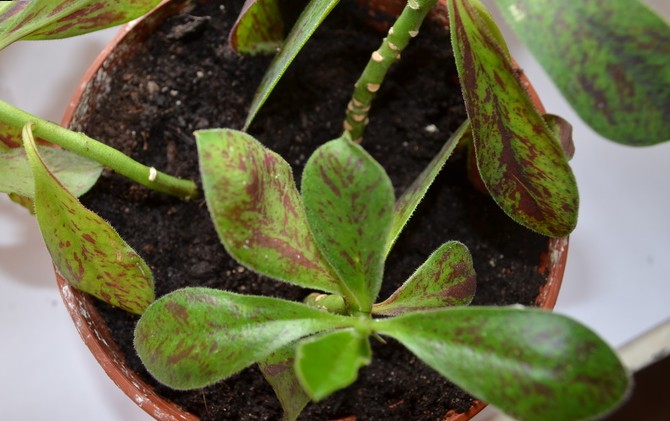 Substratet til plantning af synadenium skal have et neutralt surhedsgrad (pH 5-7).