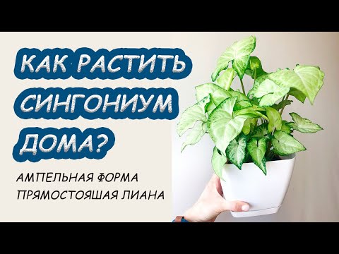 SYNGONIUM في المنزل. قواعد العناية ، العلامات ، التصميم النباتي