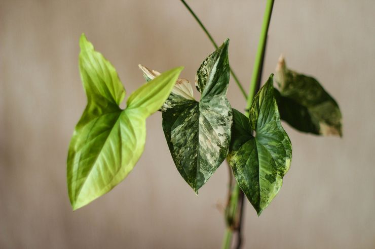 Beskæring af syngonium