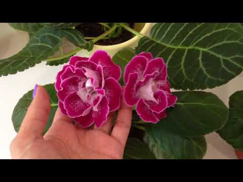 Gloxinia ، sinningia ، مينينينيا