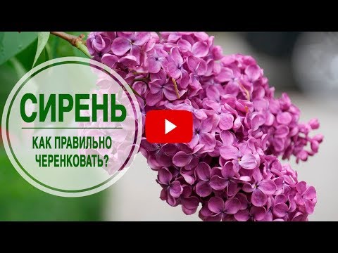 Kukkivat pensaat puutarhaan �� LILAC ➡ Miten pistokkaat oikein? Its HitsadTV -mestarikurssi