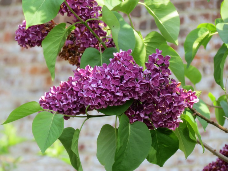 Lilac: plantning og pleje på det åbne felt, vokser i haven