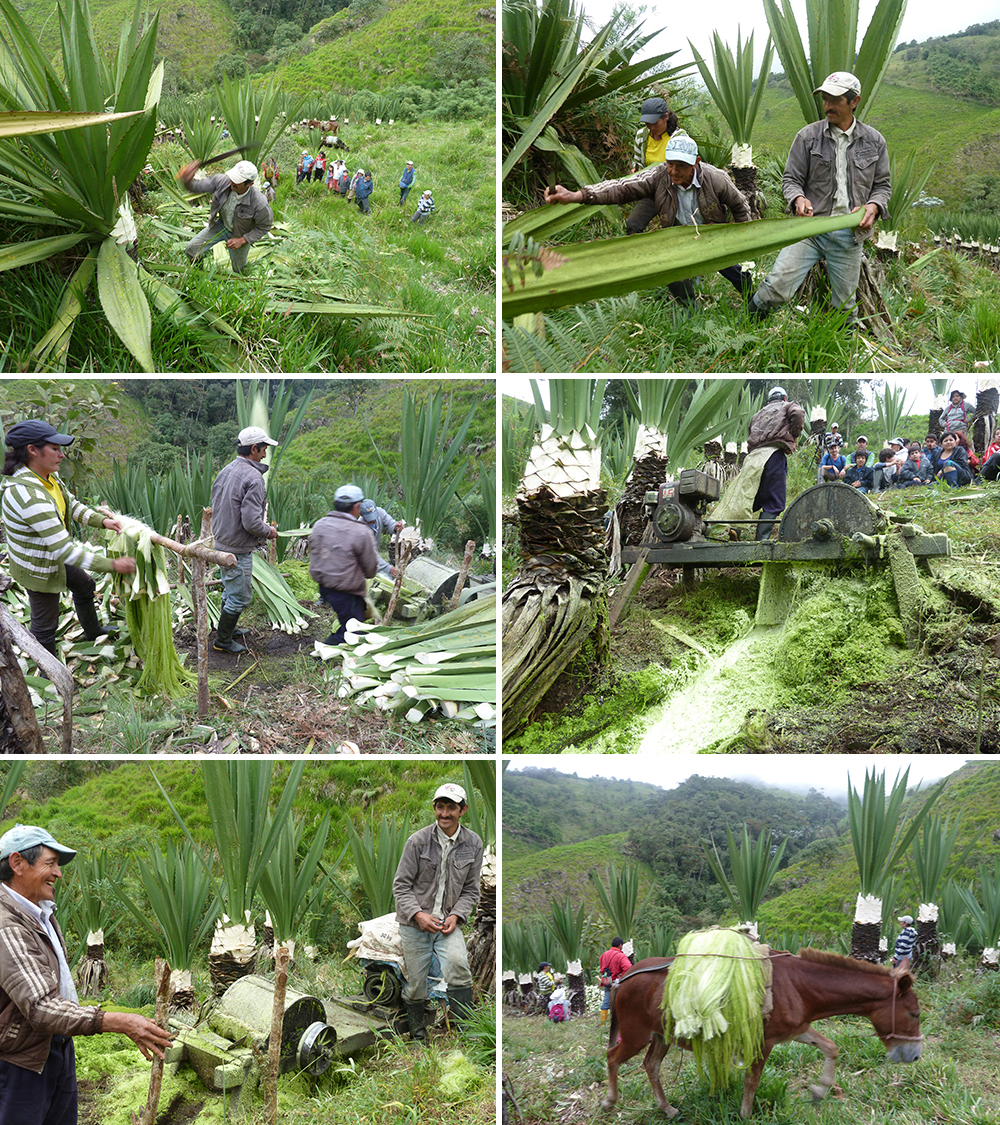 Kuinka sisal korjataan