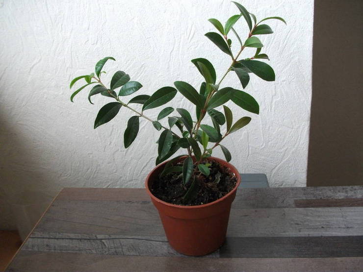 Planten vokser fuldt ud og udvikler sig kun indendørs ved høj luftfugtighed.