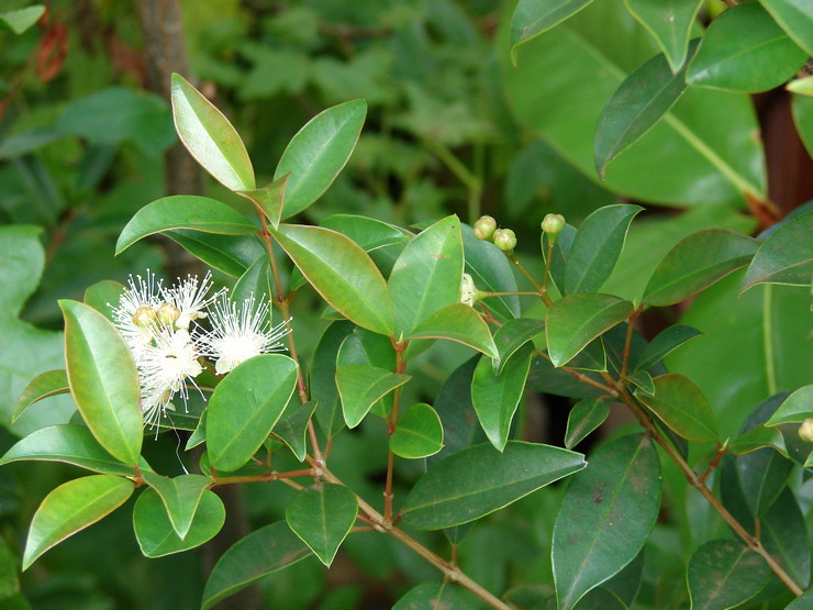 Syzygium - hjemmepleje. Syzygium dyrkning, transplantation og reproduktion. Beskrivelse, typer. Foto