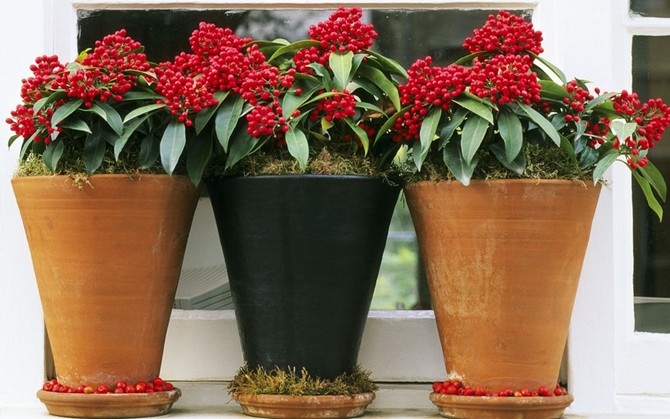 Αναπαραγωγή του skimmia