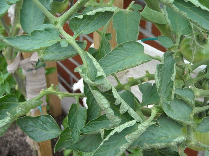 Tomatbladene er krøllede: hvad skal man gøre?