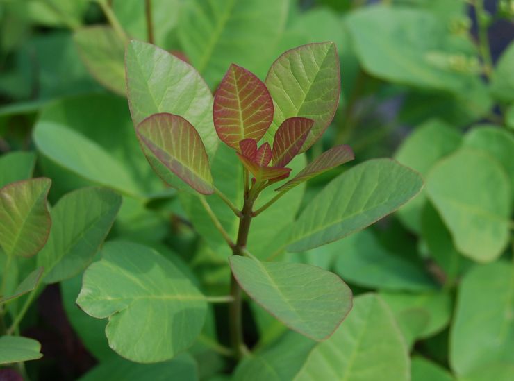 Skumpia - plantning og pleje på det åbne felt. Dyrkning af scumpia, avlsmetoder. Beskrivelse, typer. Foto