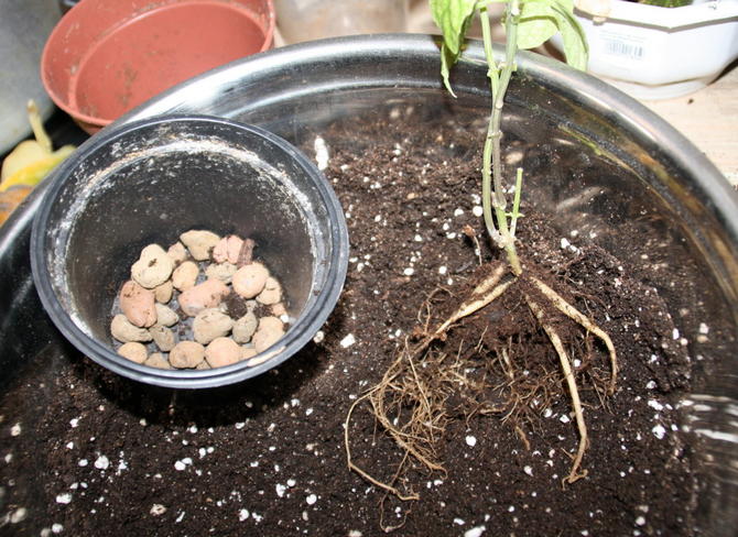 Topdressing er kun nødvendig for scutellaria i perioden med aktiv vækst og udvikling.