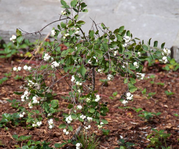 Φύτευση ενός snowberry σε ανοιχτό έδαφος