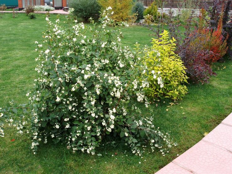 Φροντίδα για ένα snowberry στον κήπο