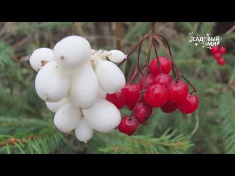 نباتات متواضعة للحديقة Snowberry. موقع