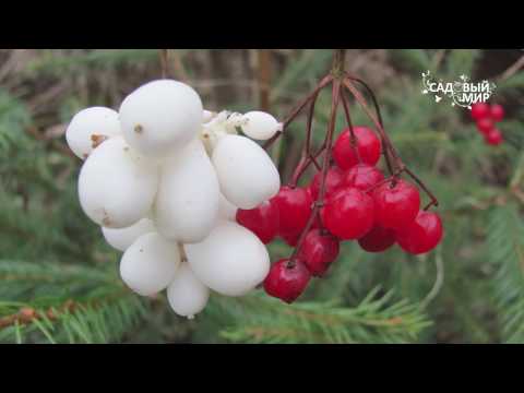 Vaatimattomat kasvit puutarhaan Snowberry. Sivusto