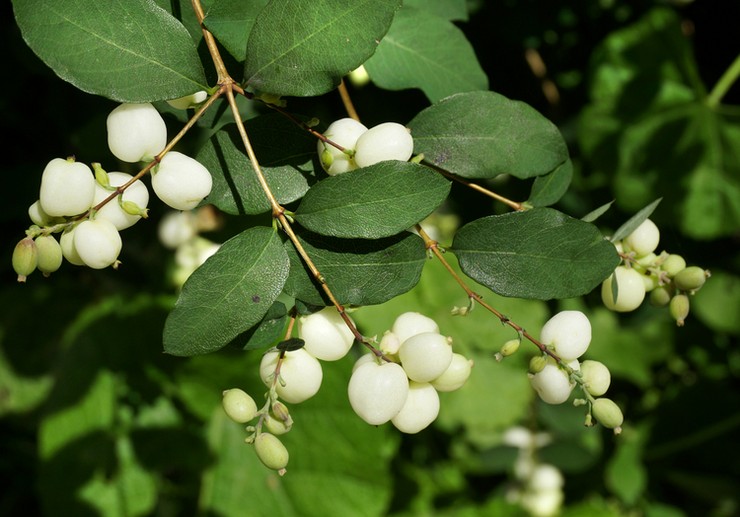 Snowberry - istutus ja hoito avomaalla. Lumimarjan kasvatus, jalostusmenetelmät. Kuvaus, tyypit. Kuva