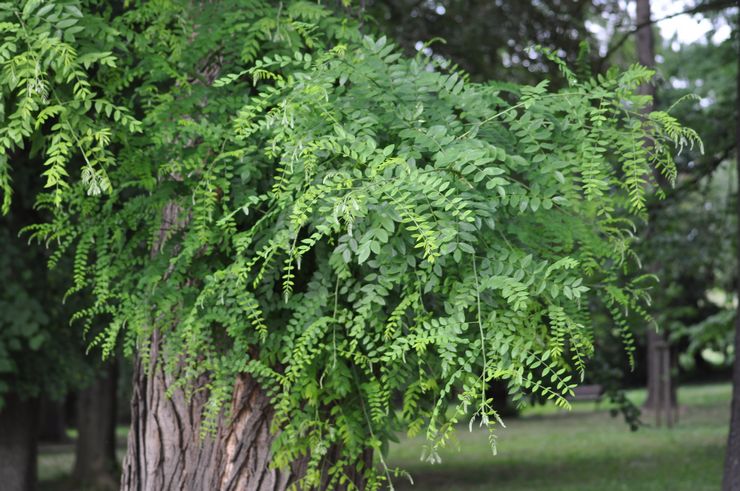 Ιαπωνική περιγραφή Sophora