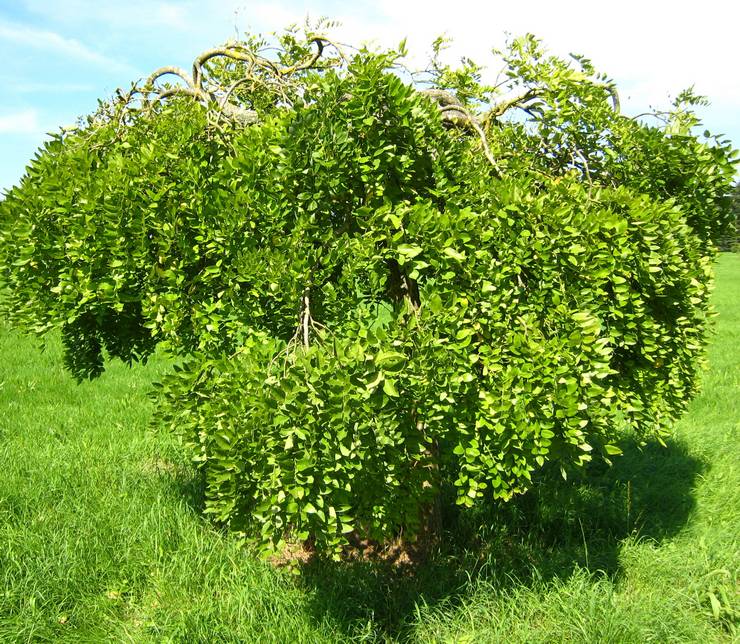 Καλλιέργεια Sophora