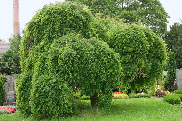 Výsadba Sophora