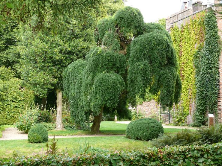 Sophora japonica φροντίδα