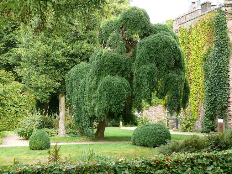 Sophora japonica φροντίδα