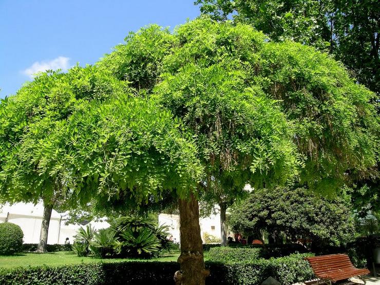 Κορυφαίο ντύσιμο της Sophora