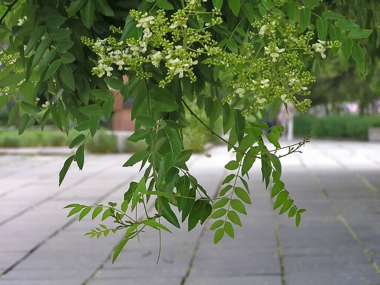 Vlastnosti Sophora