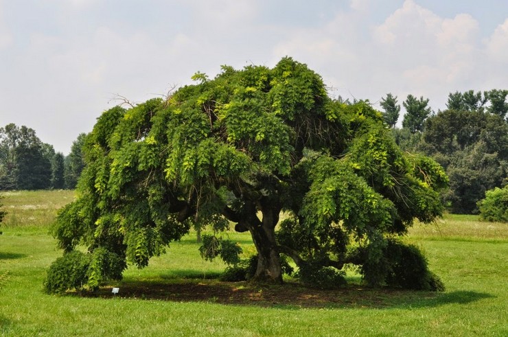 Japonská Sophora