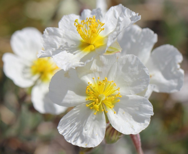 Apenniini auringonkukka