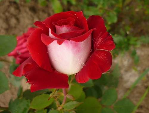 Odroda ruže Nicole: fotografia, popis Rose Nicole: fotografia, popis a recenzie