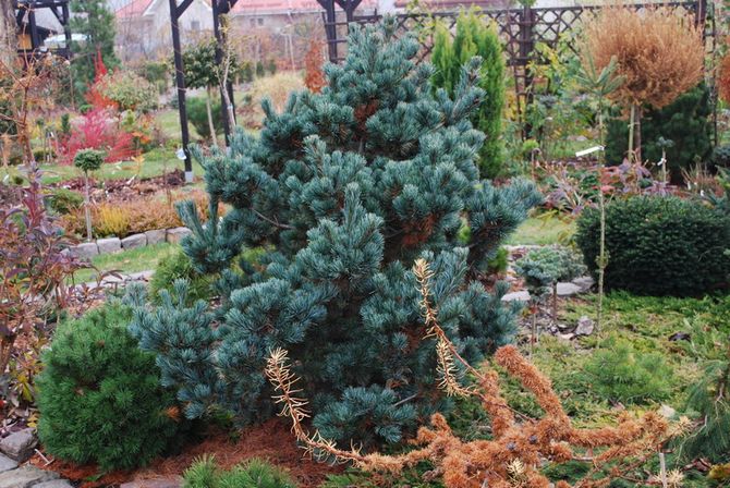 Negishi Pine (مجموعة Negishi)