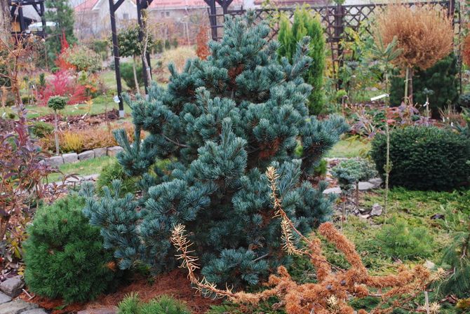 Negishi Pine (Negishi -lajike)