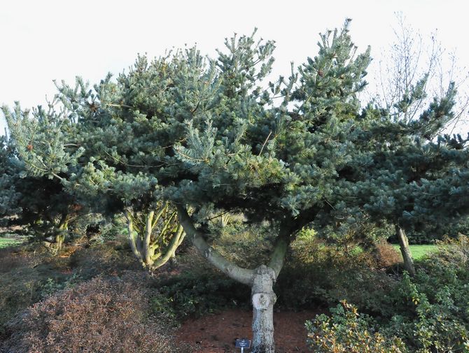 Tempelhof cultivar (1965, Holland)