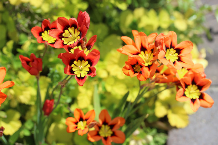 Sparaxis blomst - plantning og pleje i det åbne felt. Dyrkning af sparaxis fra frø, formeringsmetoder. Beskrivelse. Foto