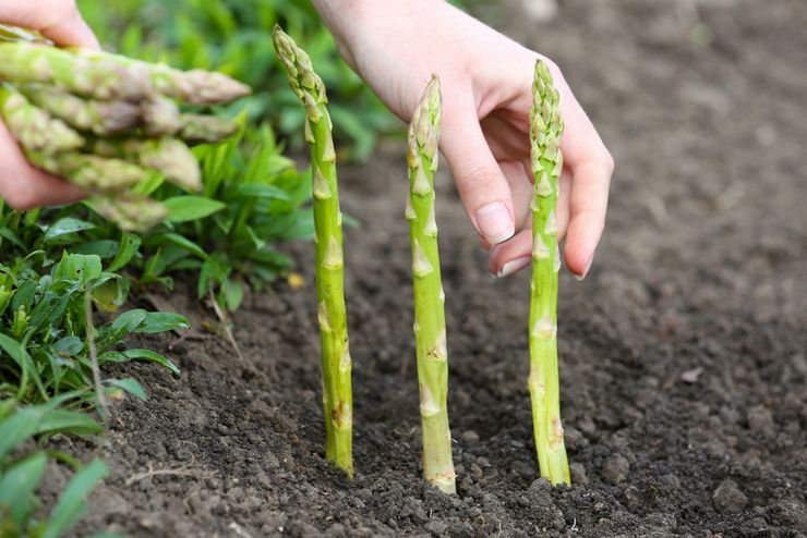 Plantning af asparges udendørs