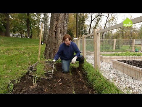 Sådan plantes asparges korrekt