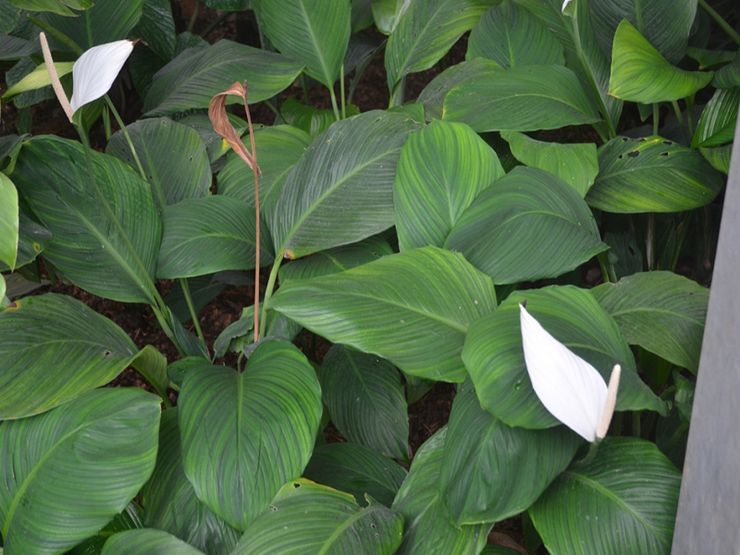 spathiphyllum كانولي