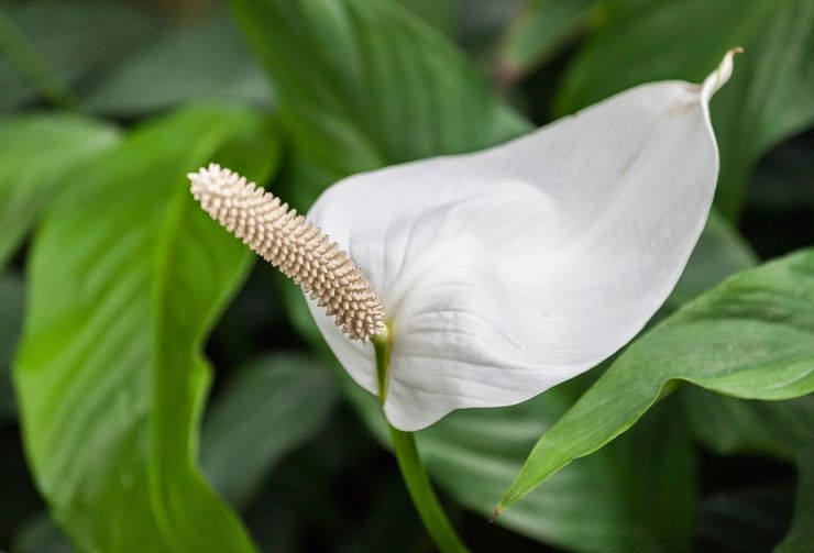 Spathiphyllum على شكل ملعقة