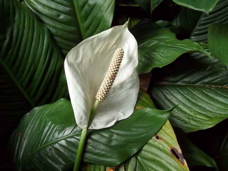 Spathiphyllum المزهرة بكثرة