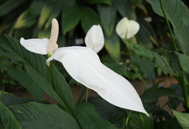 Spathiphyllum رائعتين