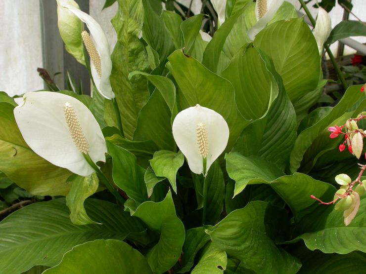 واليس Spathiphyllum