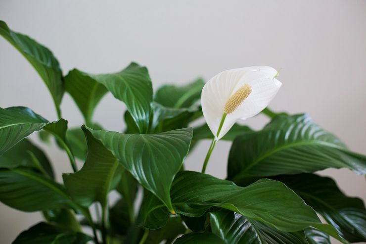 وصف spathiphyllum