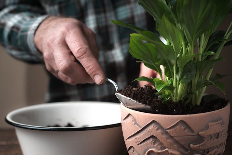 تزايد spathiphyllum