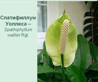 Το Spathiphyllum διακρίνεται από μακρά ανθοφορία. Πολλές διακοσμητικές ποικιλίες και ποικιλίες Spathiphyllum ευχαριστεί τους λάτρεις των εσωτερικών λουλουδιών.