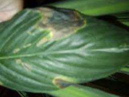 Spathiphyllum er en kræsen plante, men den har stadig brug for omhyggelig pleje, hvis der ikke opstår vækstproblemer. Med overskydende fugt vises gulbrune pletter på bladene, eller deres spidser tørrer ud.