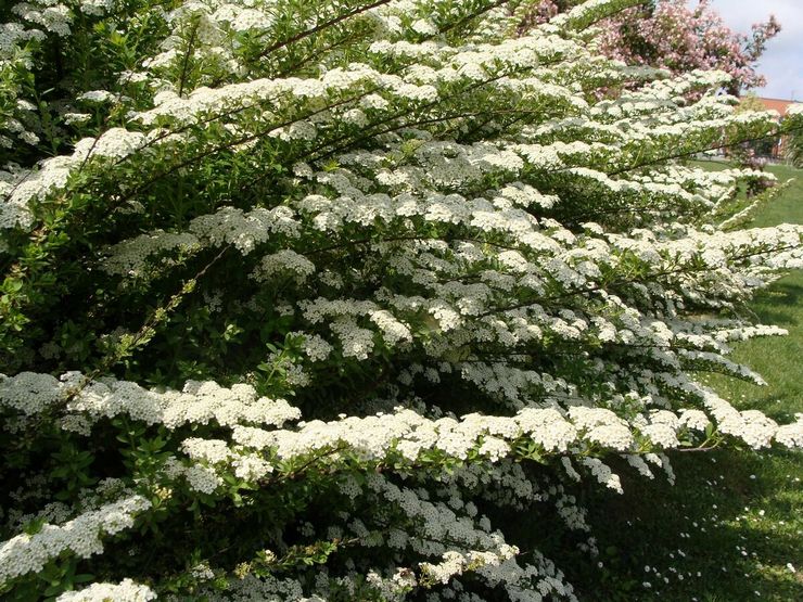 Spirea nippon