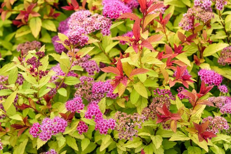 Japansk spirea