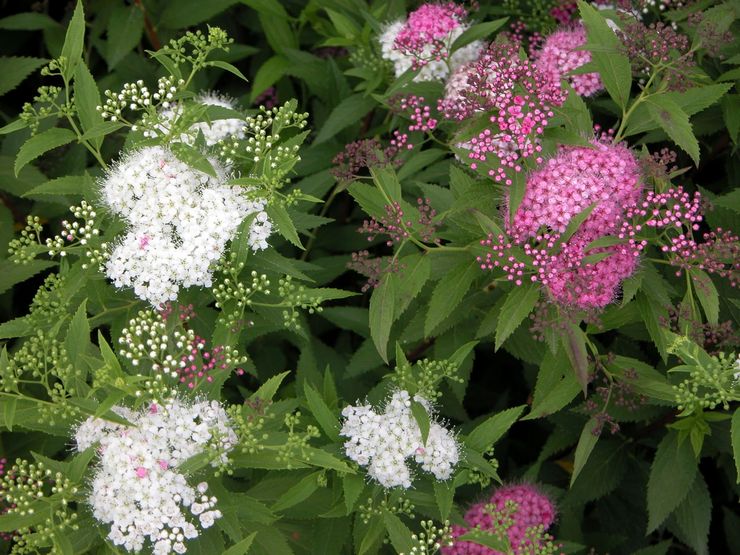 Spirea shiroban