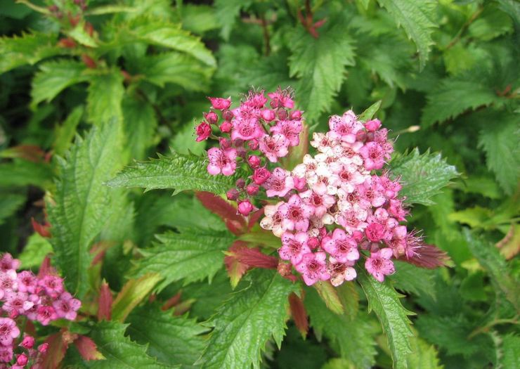 Spirea τραγανή